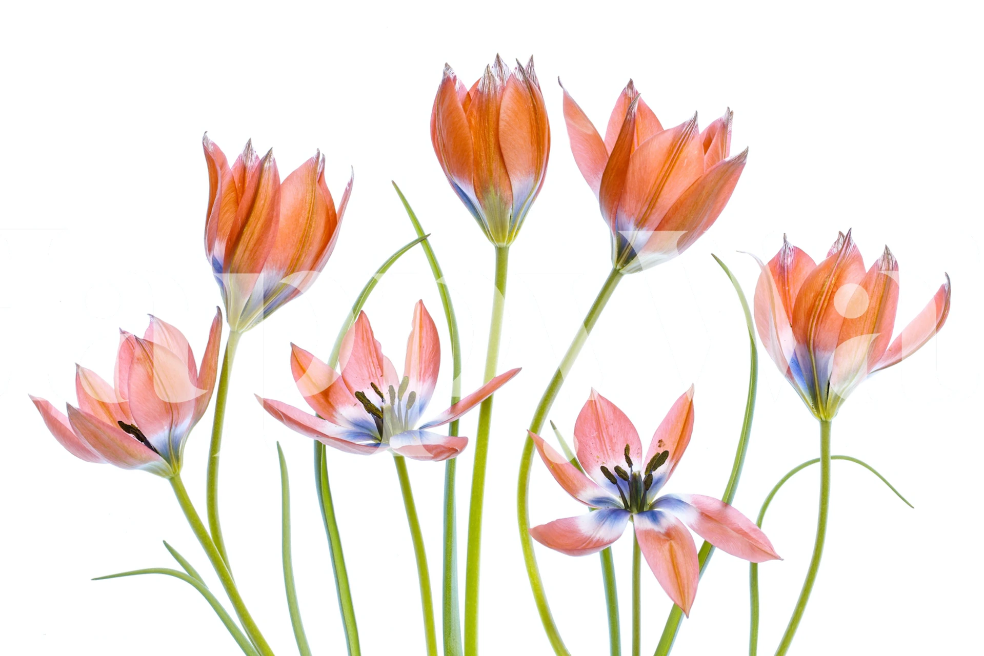 Apricot tulip flowers in soft pink and blue tones wallpaper