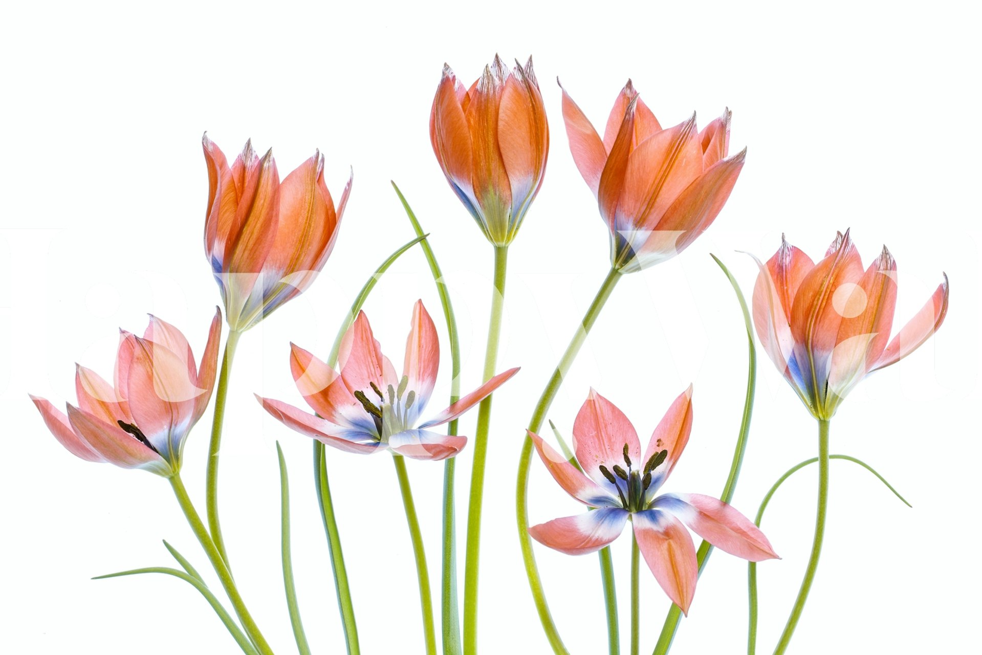 Apricot tulip flowers in soft pink and blue tones wallpaper