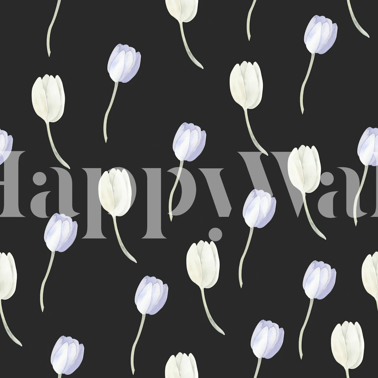 White and light blue tulips on a black background wallpaper