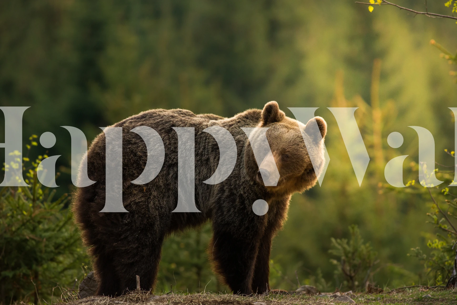 Backlit bear wallpaper in a cozy room