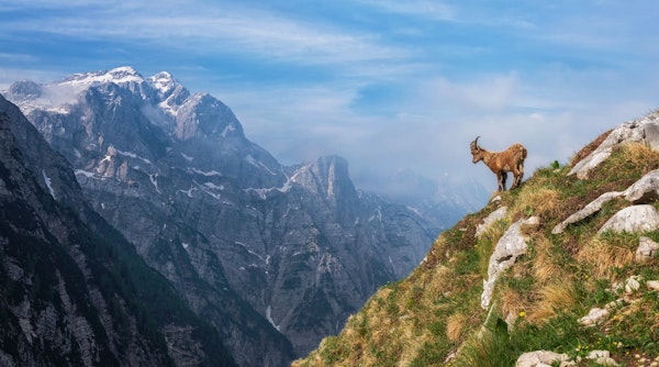 Alpine Ibex in the mountains