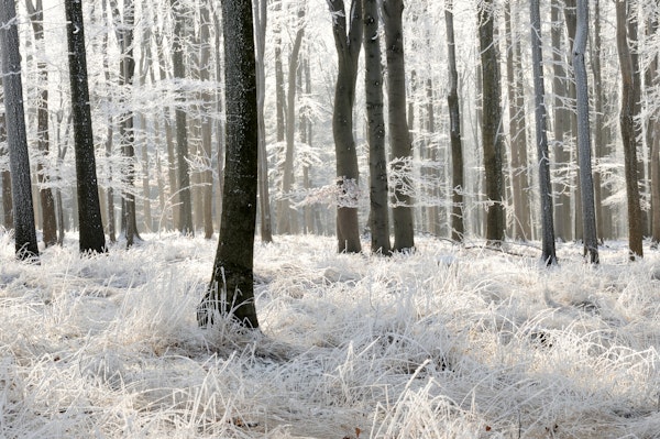 Winter forest