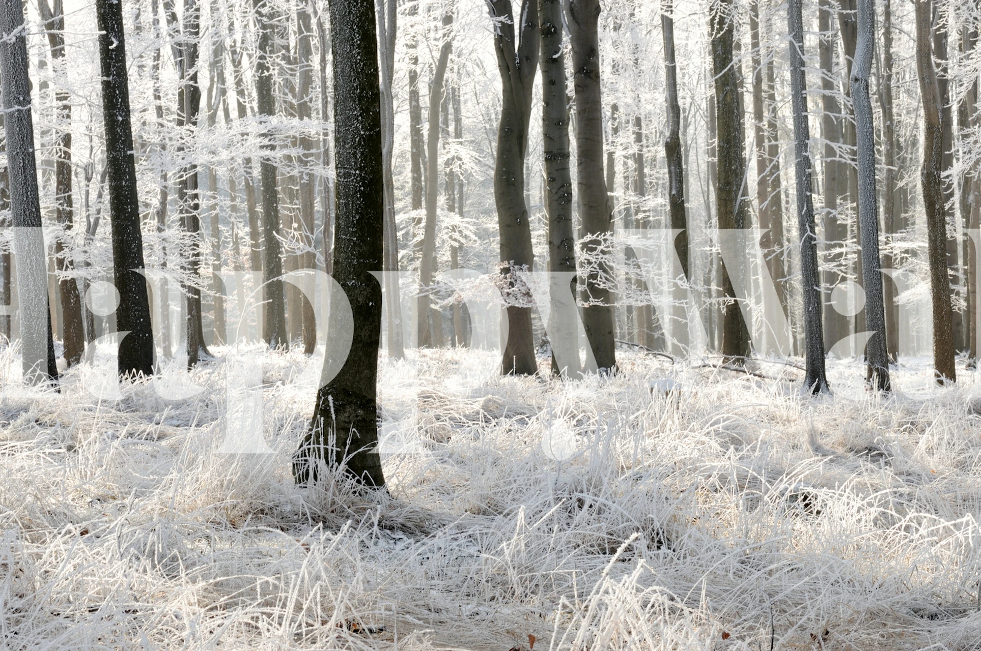 Winter forest mural with white frosty trees and grass wallpaper