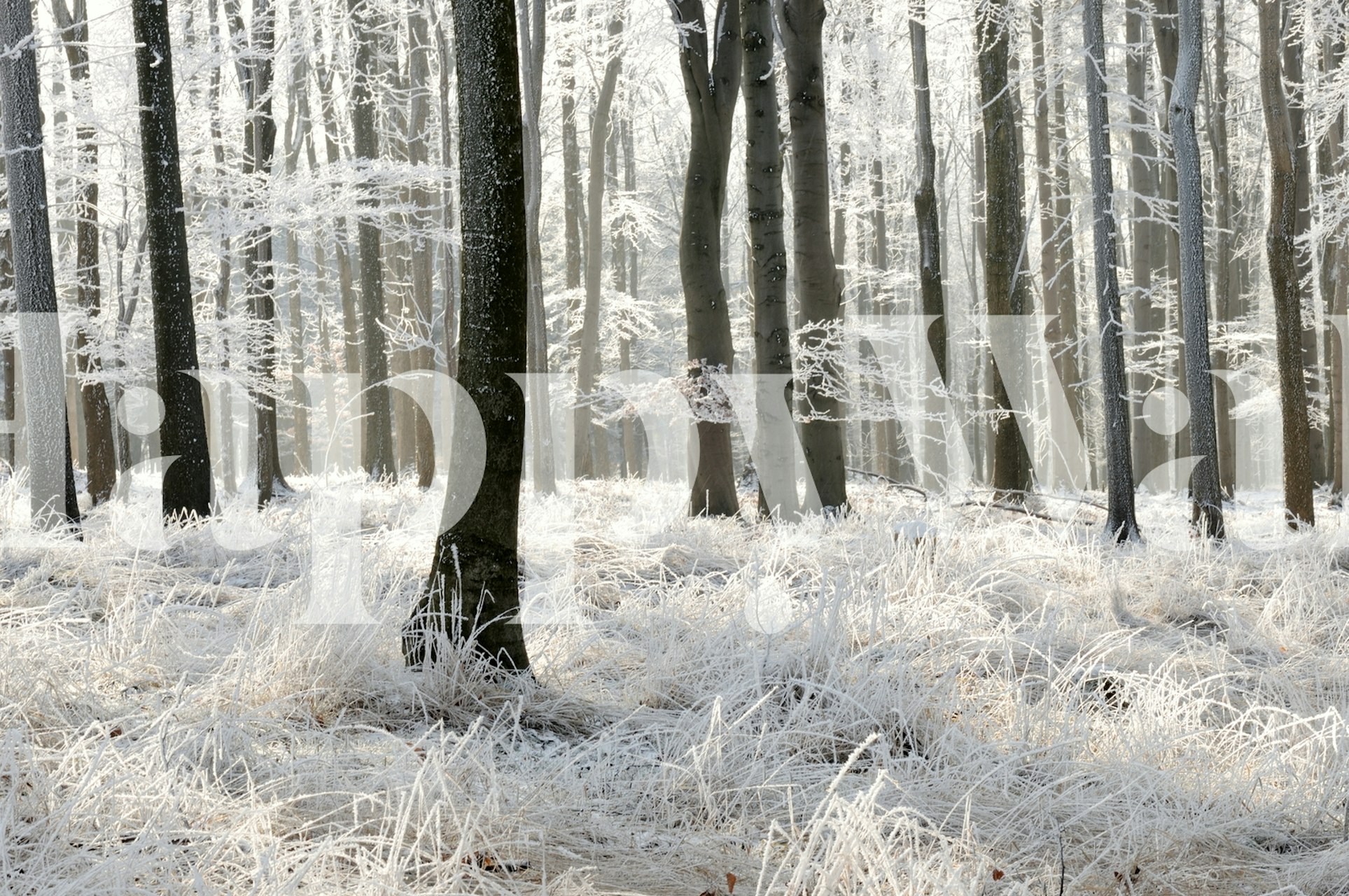 Winter forest tapet vist i et rom