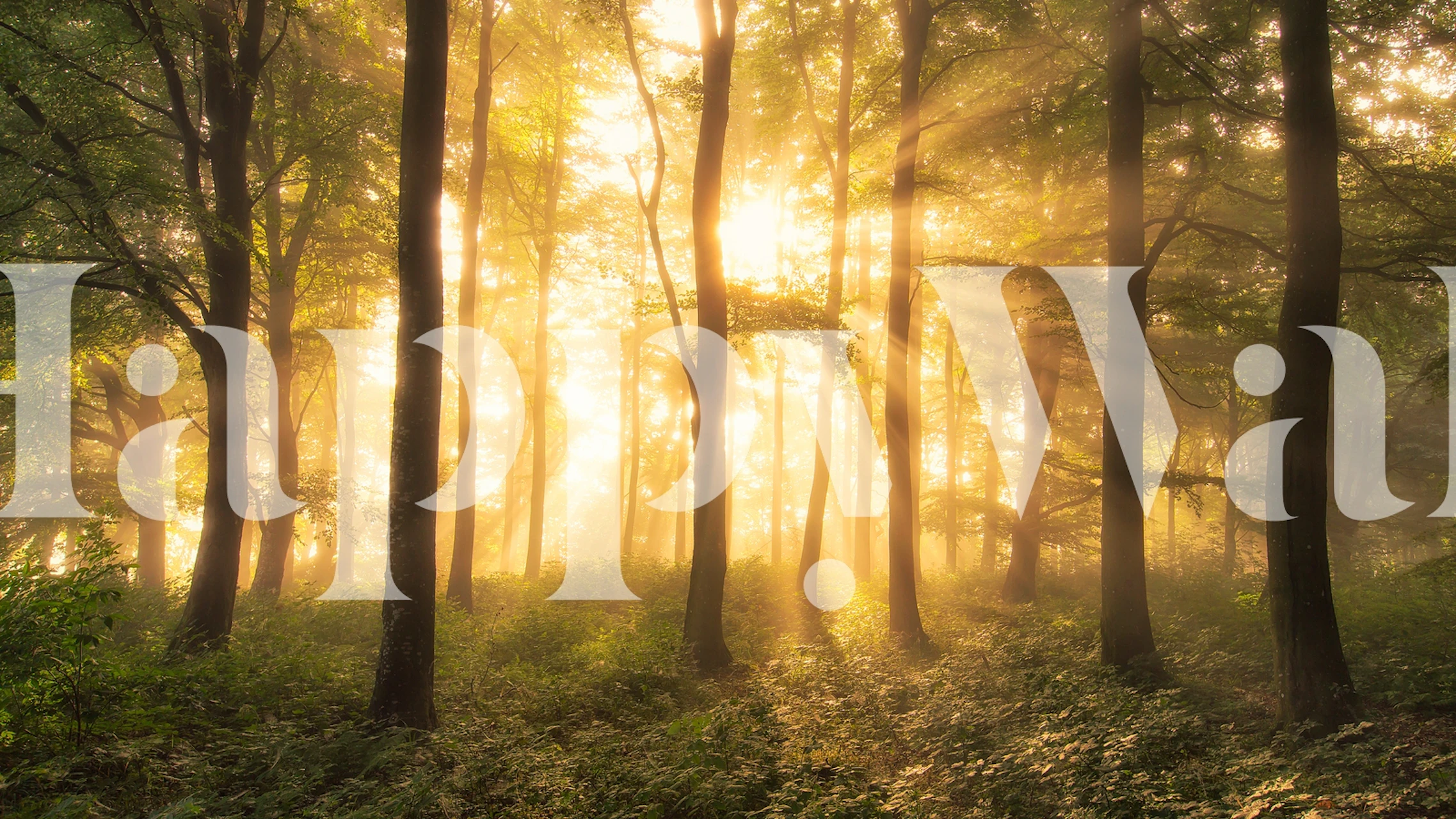 Beautiful nature wallpaper in a room