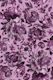Dark Academia Pink Baroque Flower Drama