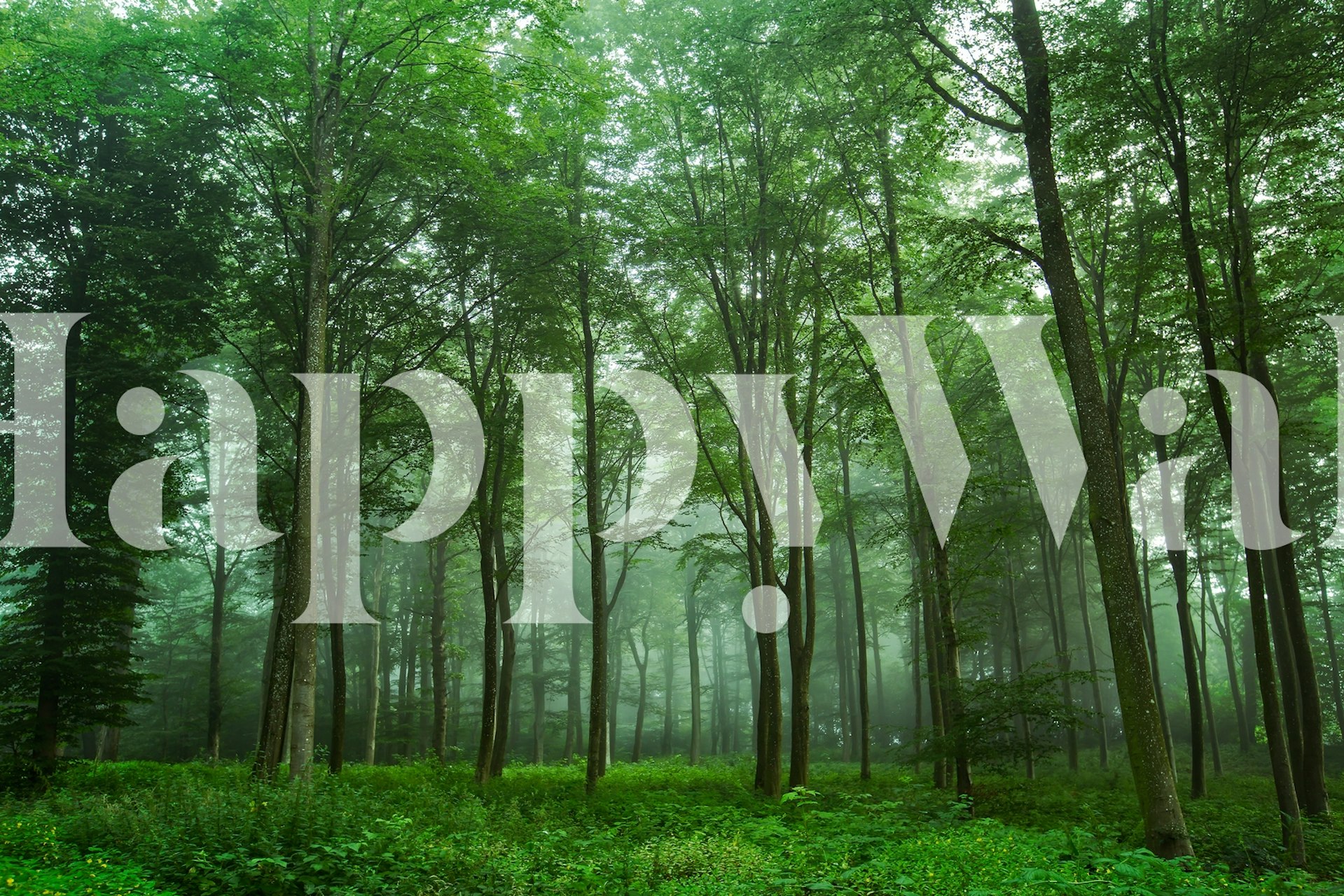 Forest View wallpaper in a room