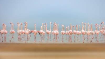 Τοιχογραφία