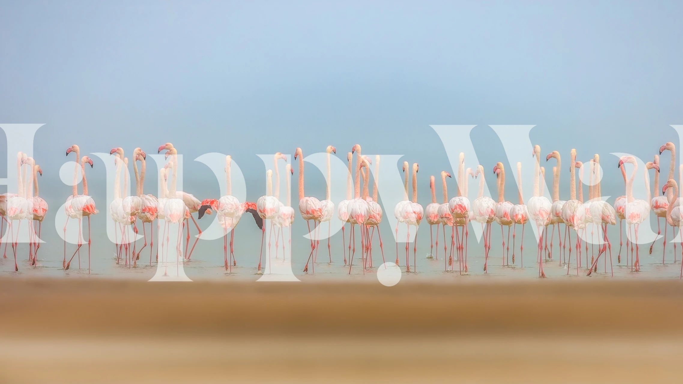 Pink flamingo wallpaper with tropical vibes