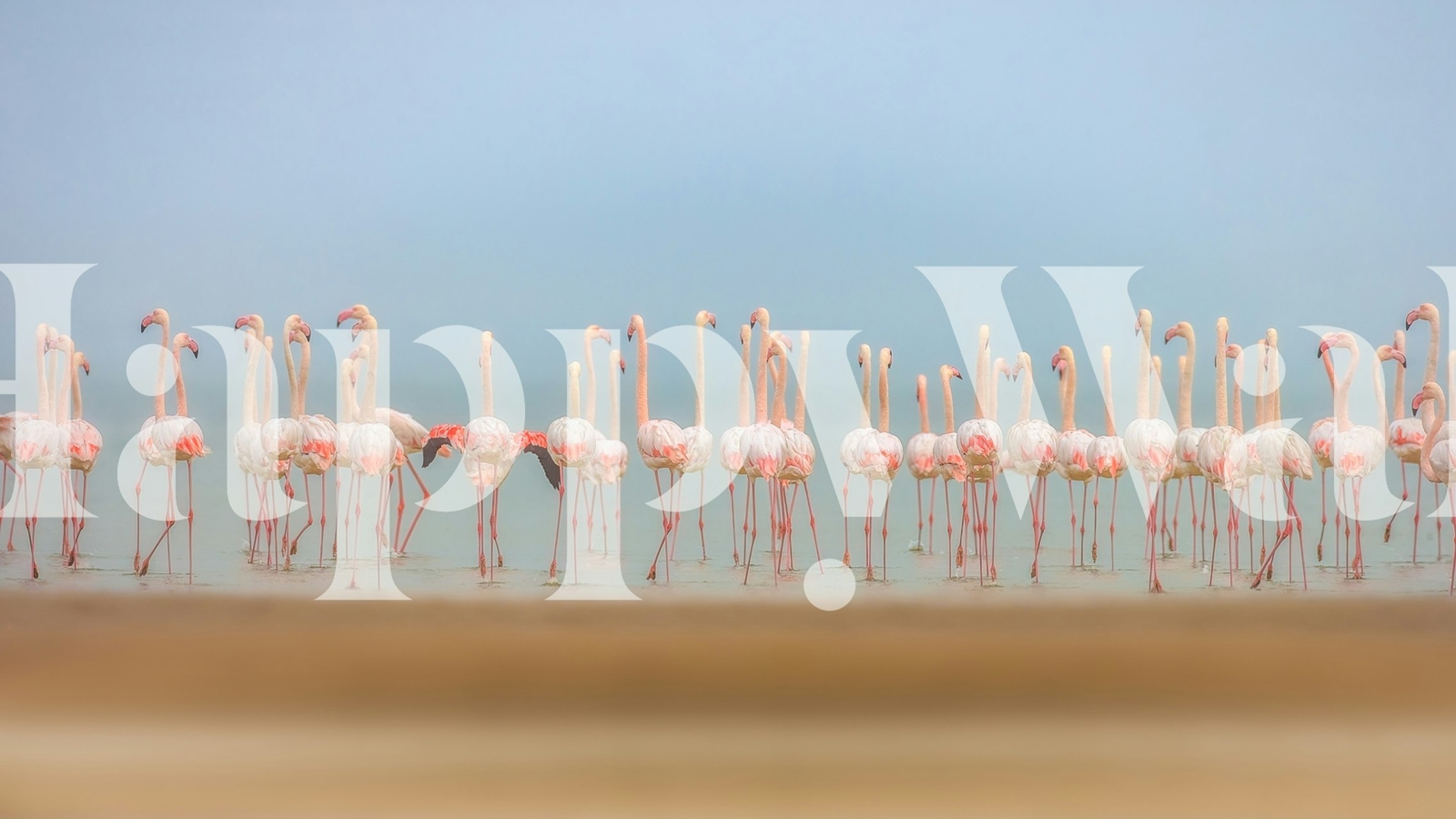 Σχέδιο φλαμίνγκο σε ένα δωμάτιο