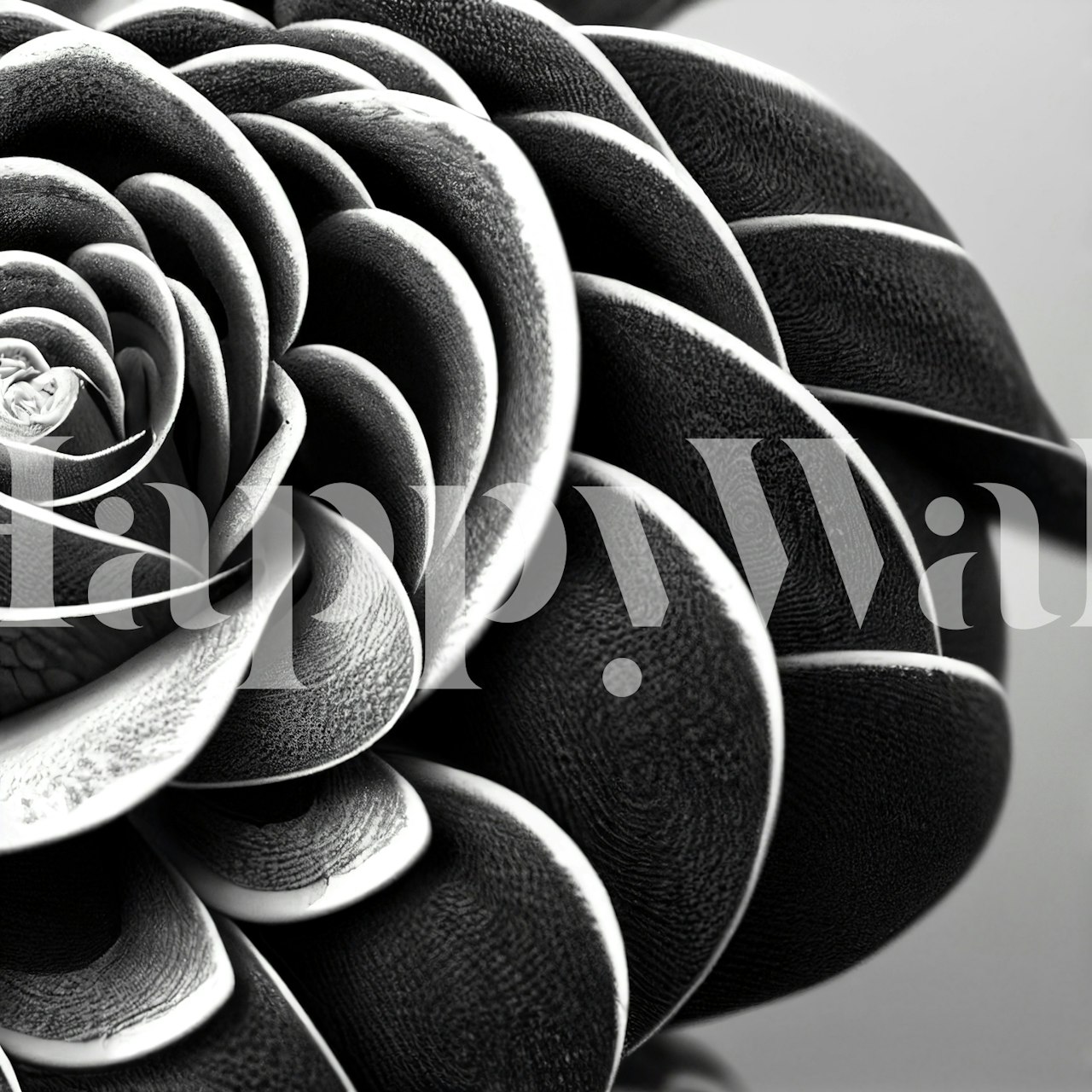 Close-up of black and white floral wallpaper with intricate petal details.