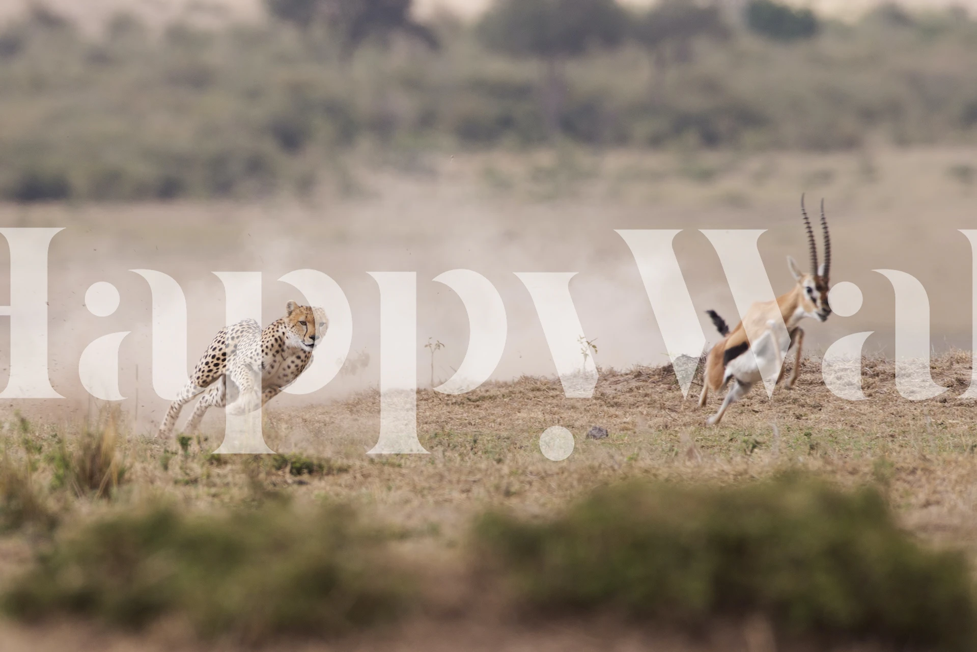 Cheetah chasing antelope on a grassy field wallpaper