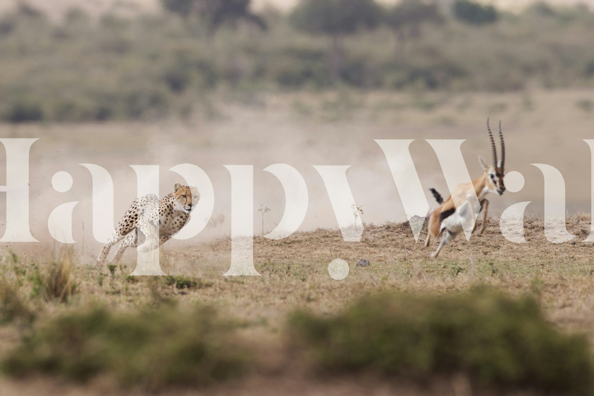 Cheetah chasing antelope on a grassy field wallpaper