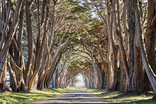 Cypress Tree Tunnel