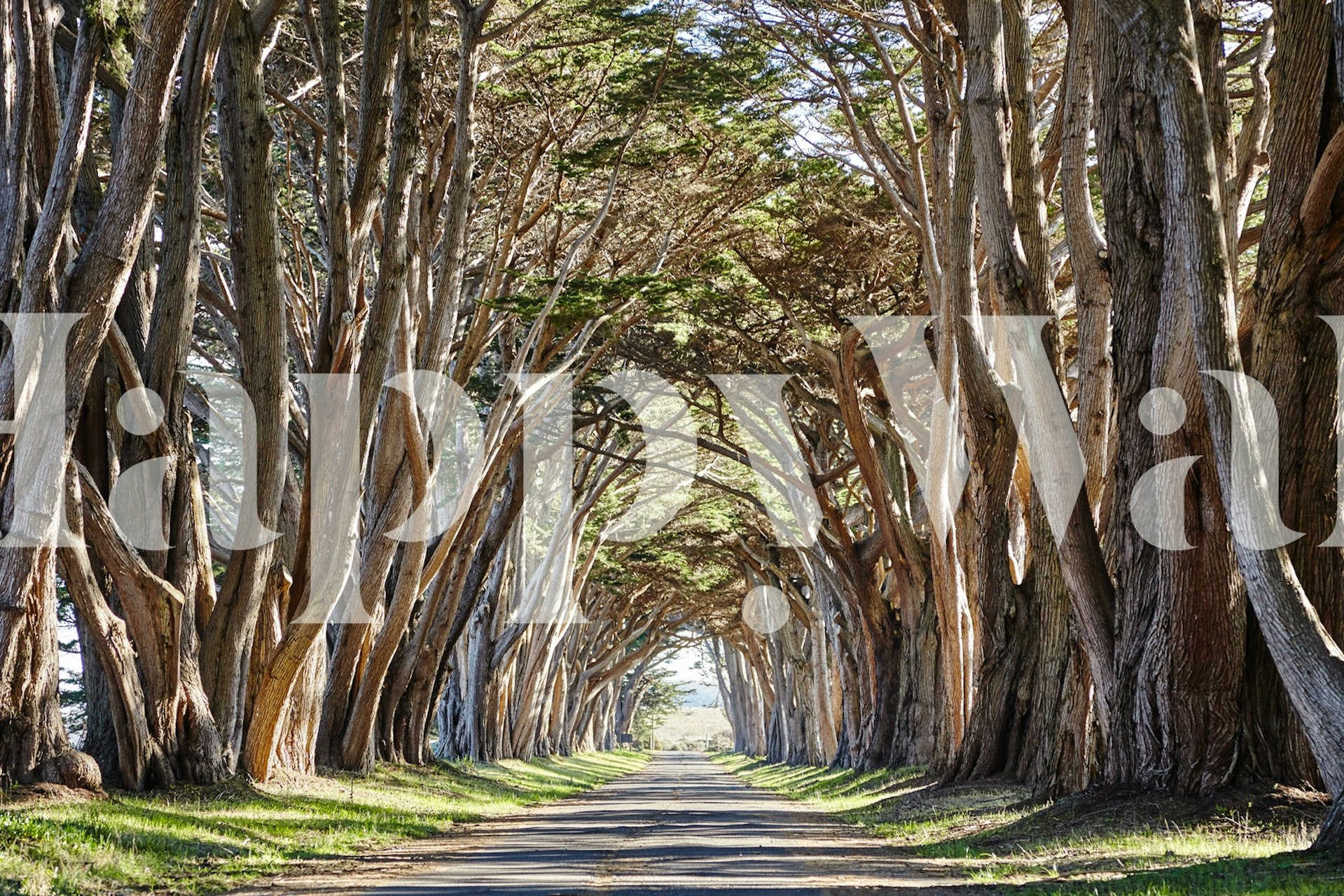 Cypress tree tunnel with natural colors and rustic wallpaper
