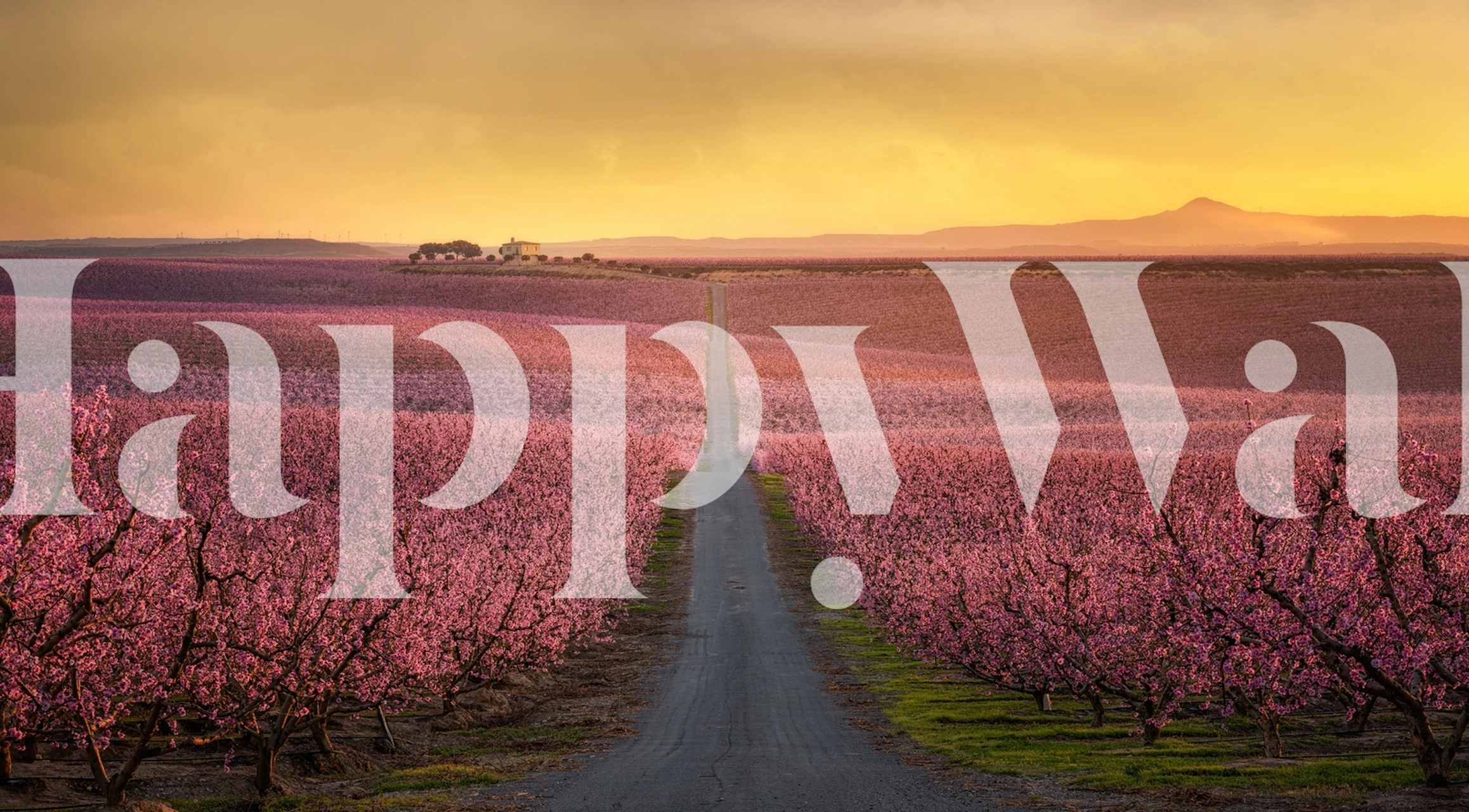Blooming pink flowers field with sunset wall mural