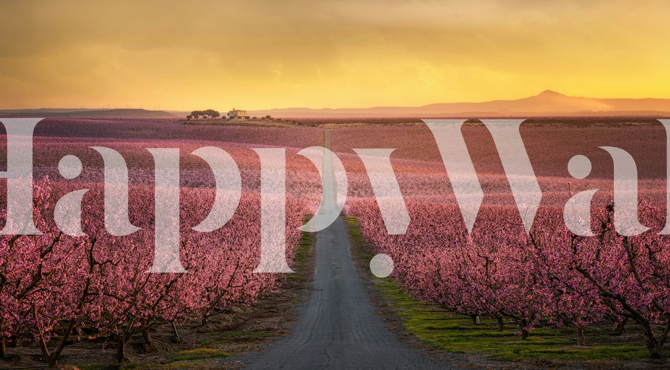 Papier peint mural Champ de fleurs roses en fleurs avec coucher de soleil