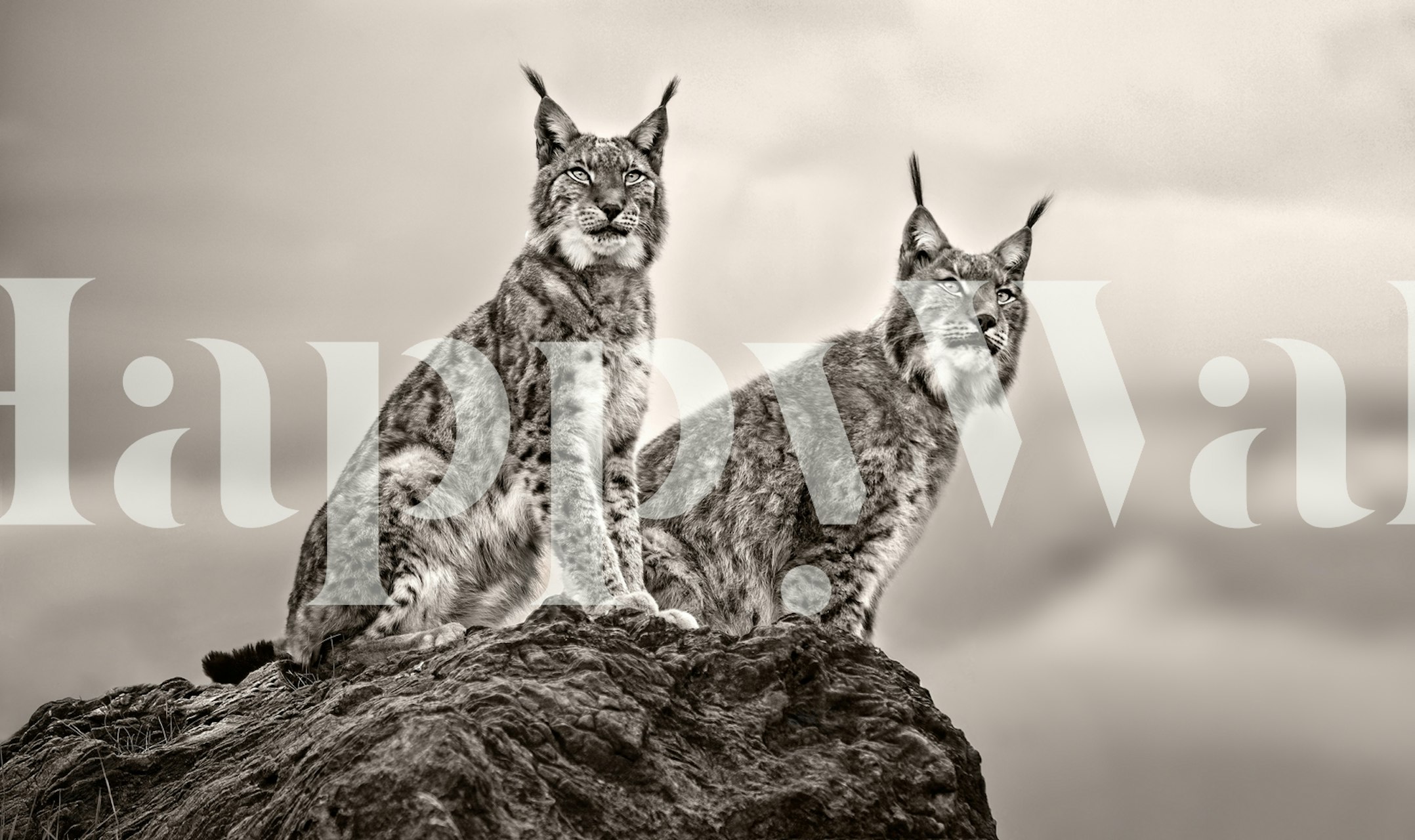 Lynx wallpaper featuring two lynx on a rock