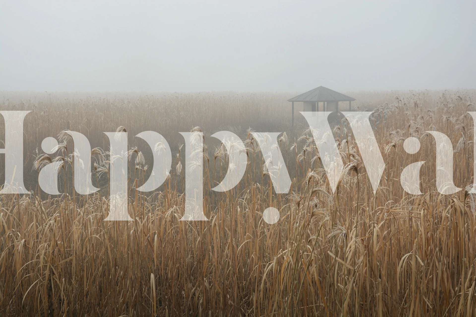 Misty cornfield wallpaper in a room