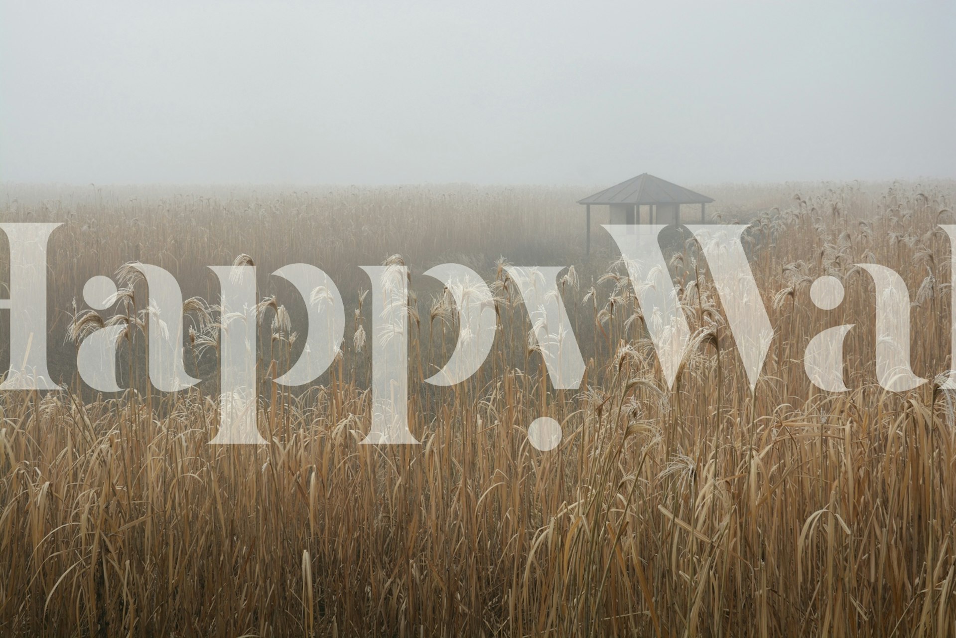 Papel pintado Misty Cornfield en una habitación