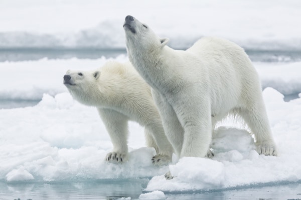 Polar bears  mother and son