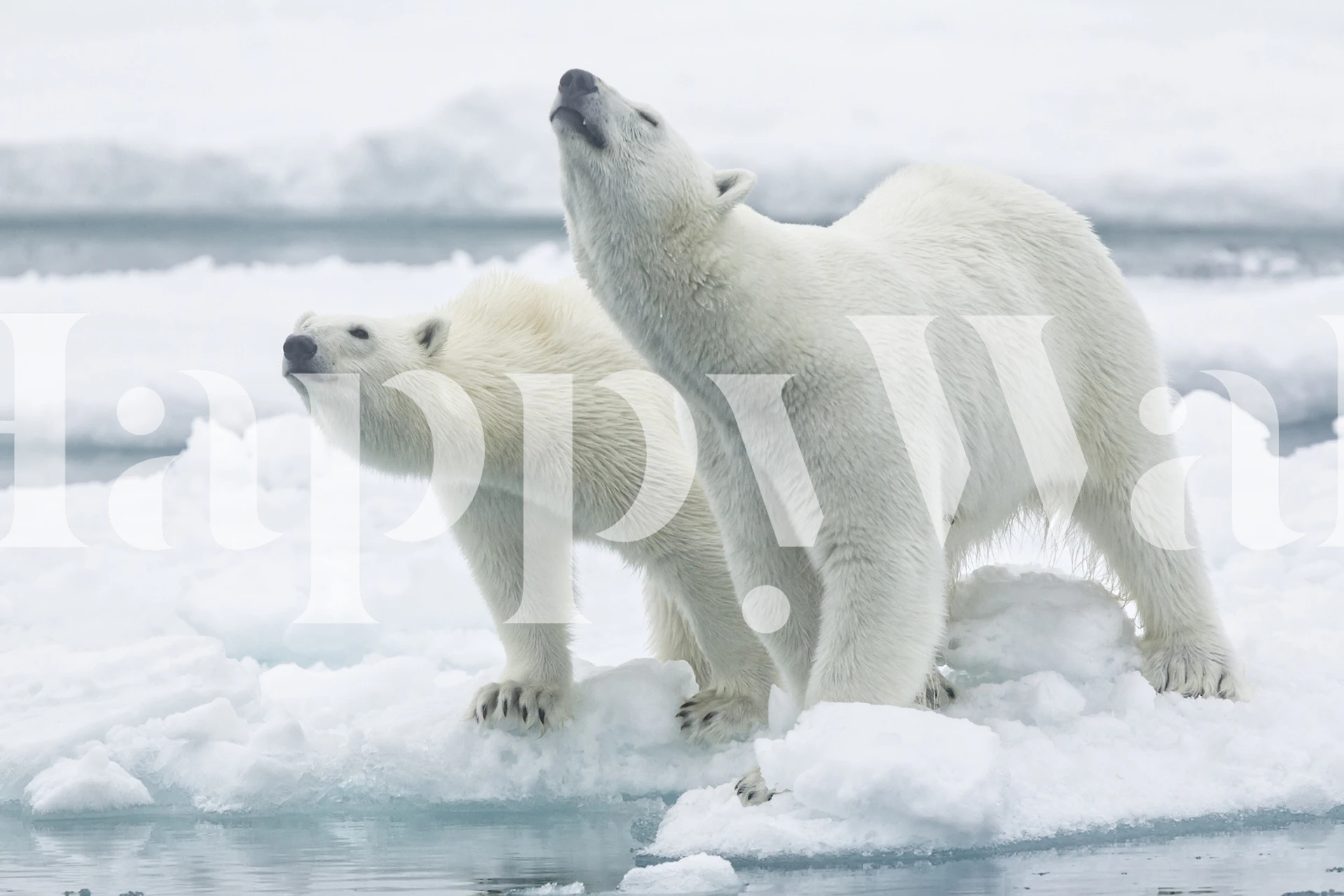 Polar bears mother and cub on snowy ice background wallpaper