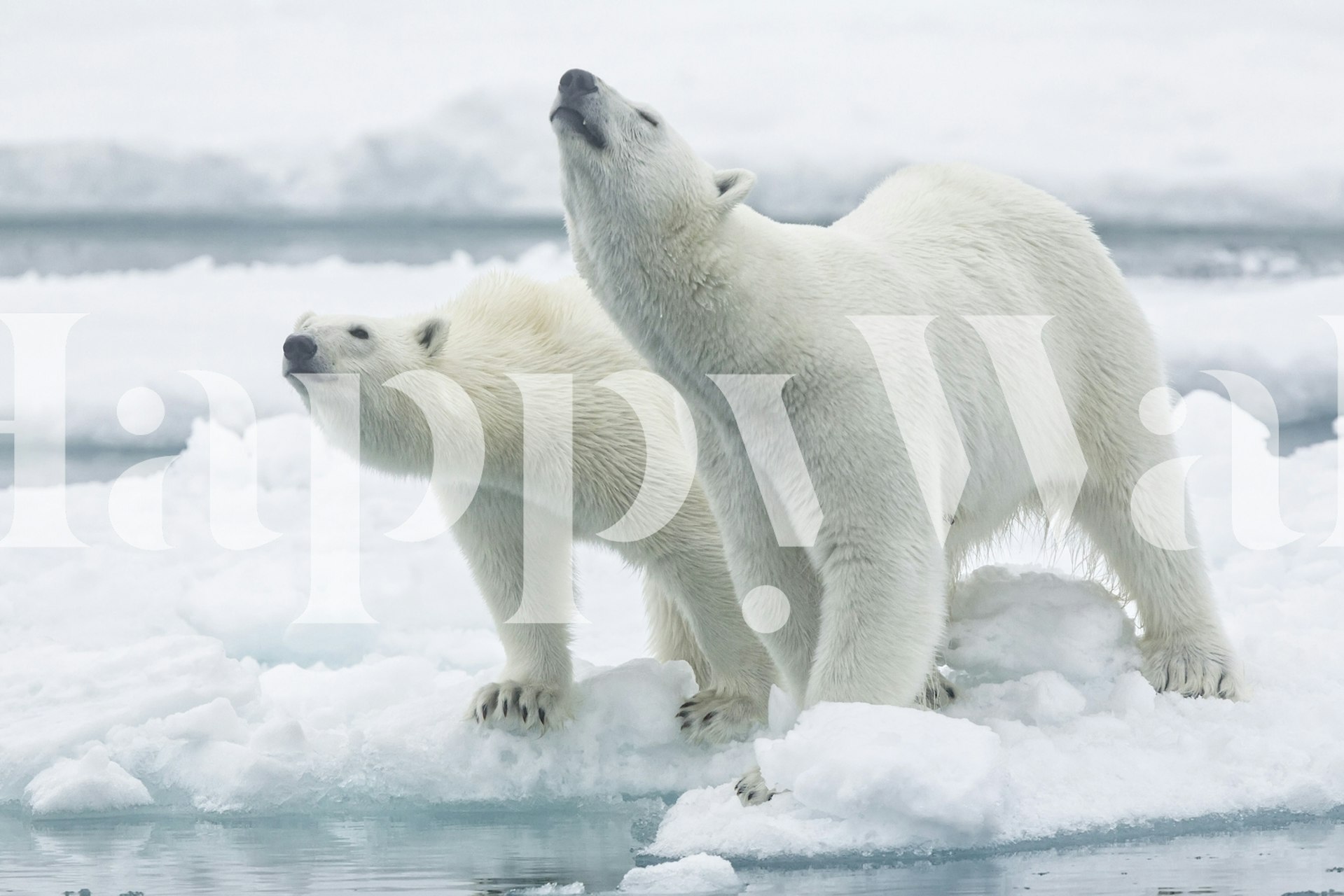 Σχεδίαση ταπετσαρίας του Polar bears mother and son