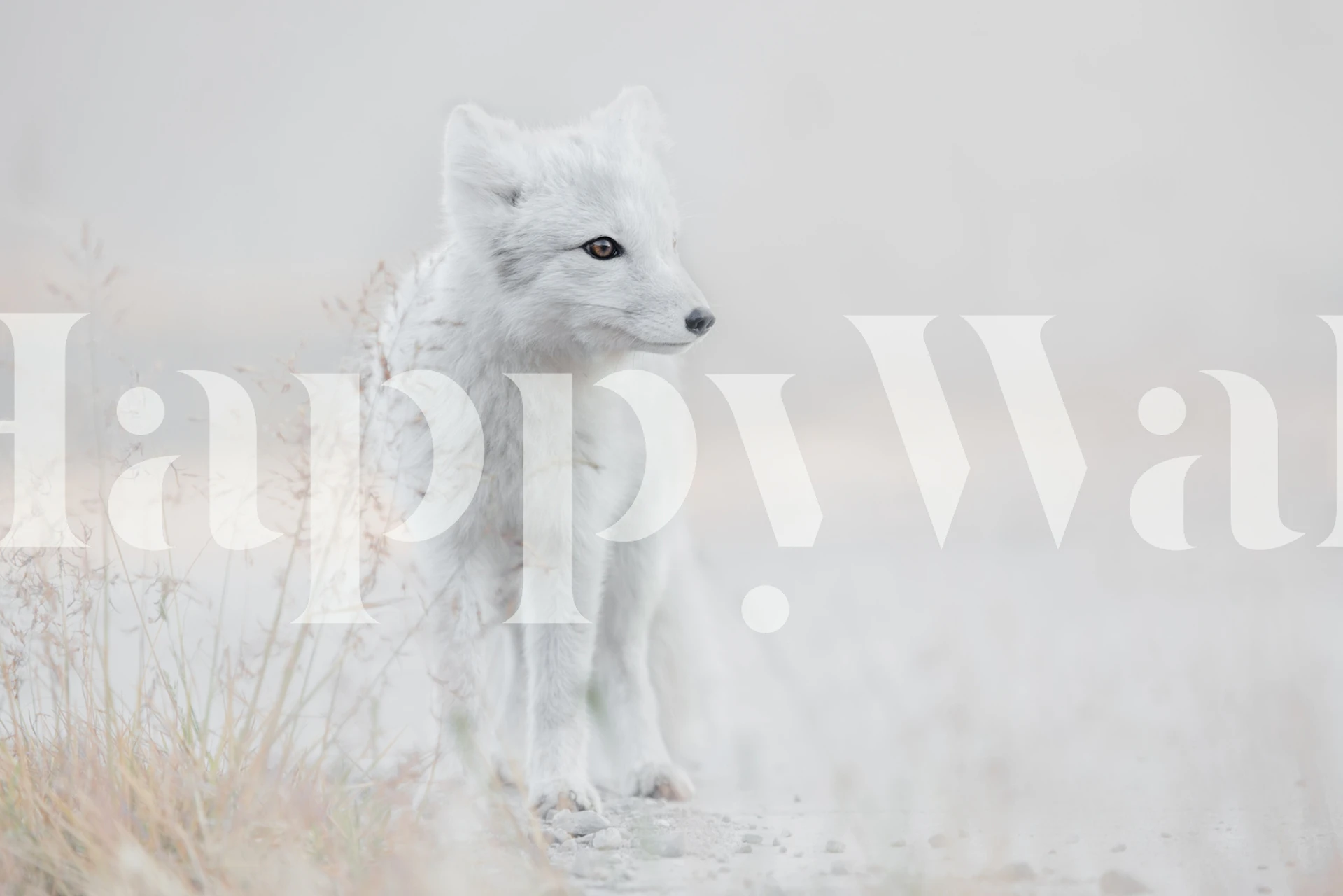 White fox standing in a natural setting, soft colors wallpaper