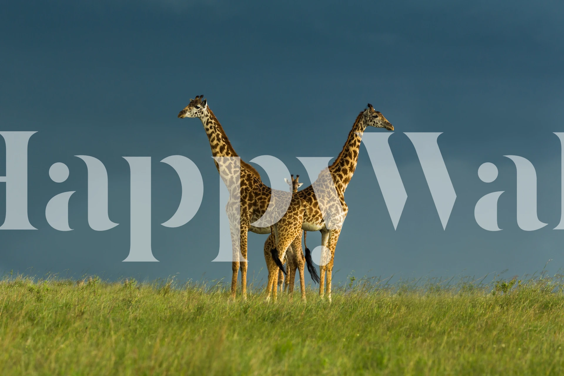 Papier peint représentant deux girafes dans une pièce