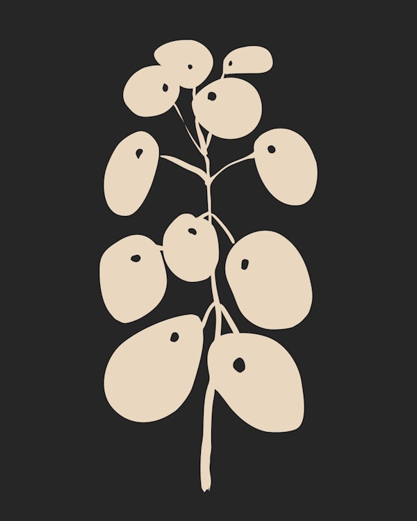 Botanical Shadow of Pilea Peperomioides