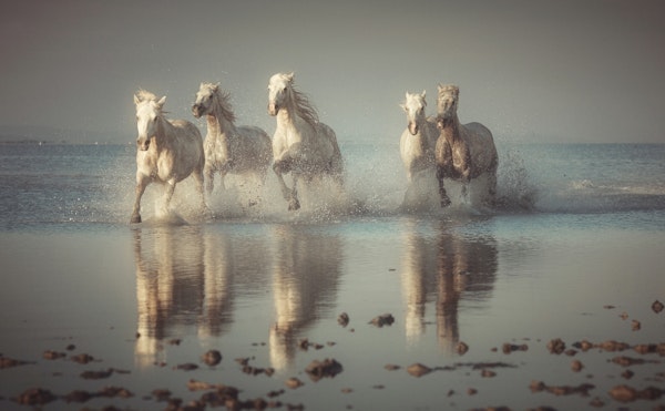 Camargue Horses