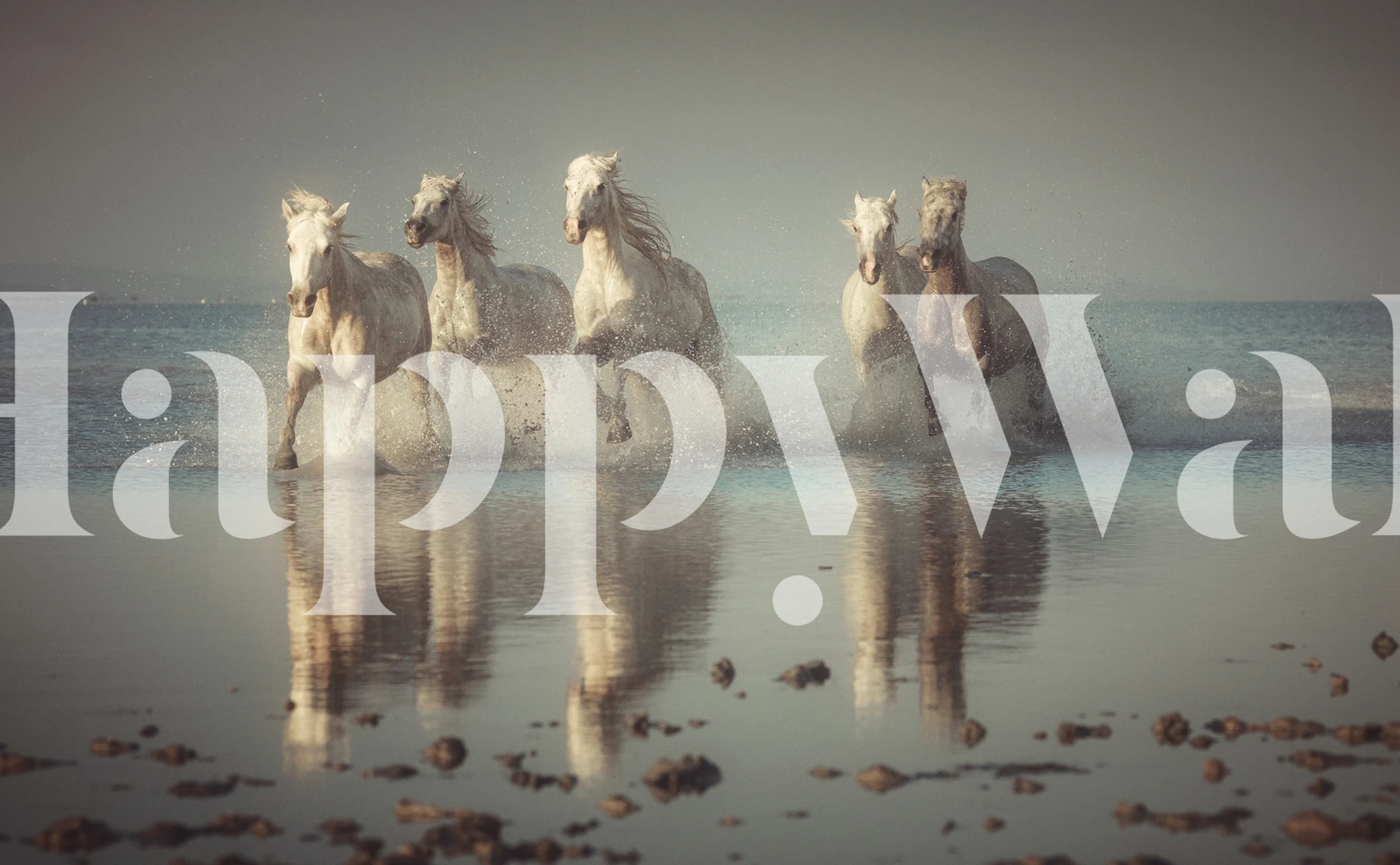 Camargue-hester som løper gjennom vanntapet