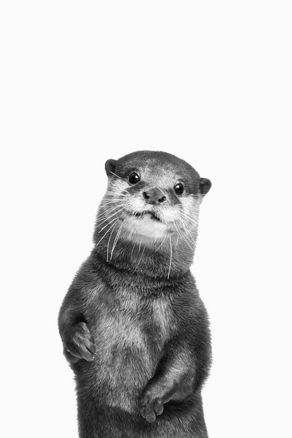 Otter in BW