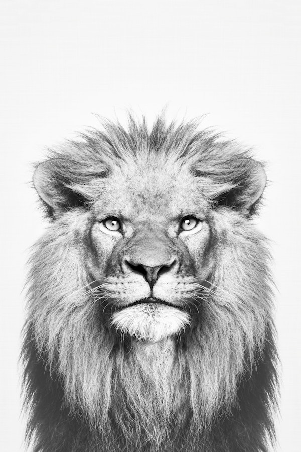 Lion in BW