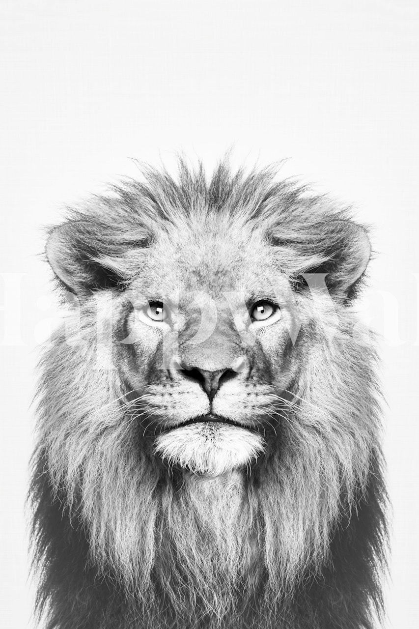 A majestic black and white lion portrait wallpaper