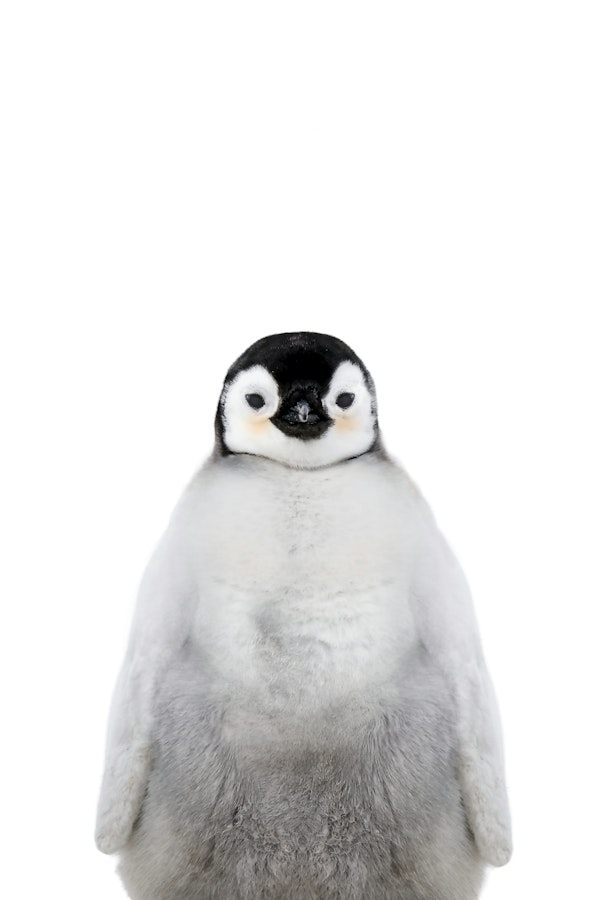 Baby Pinguin