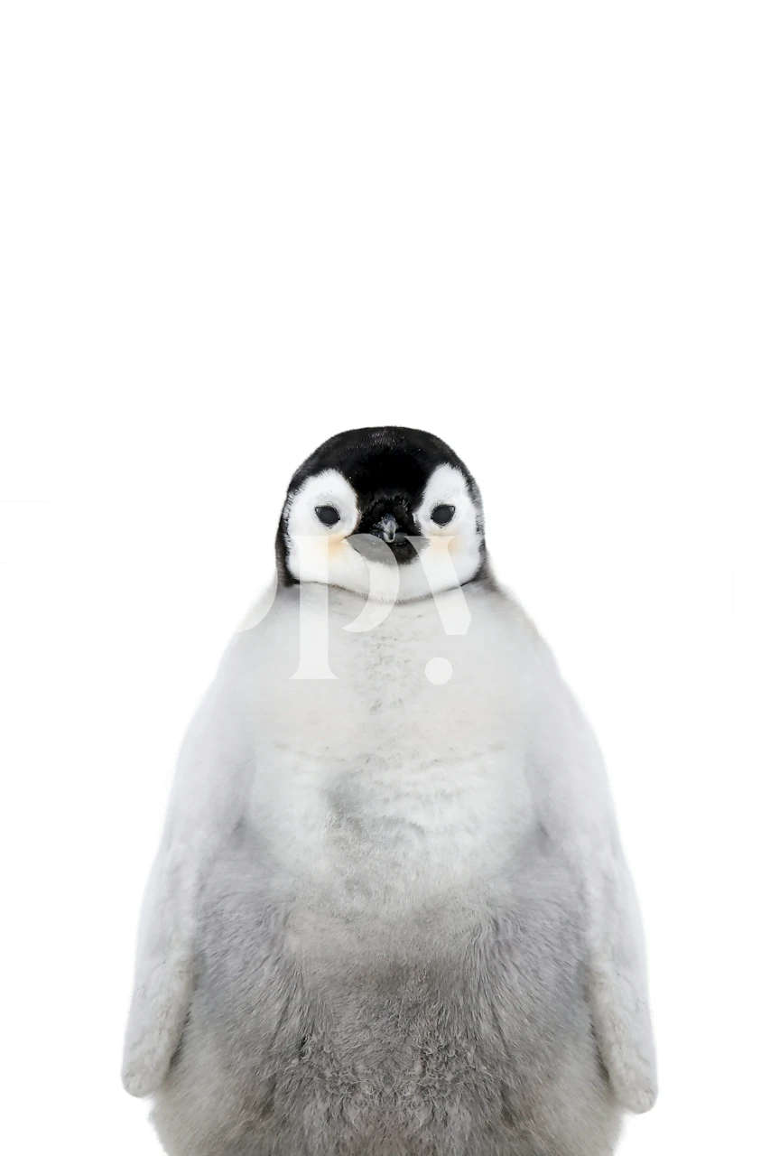 Baby penguin with gray and white coloring wallpaper