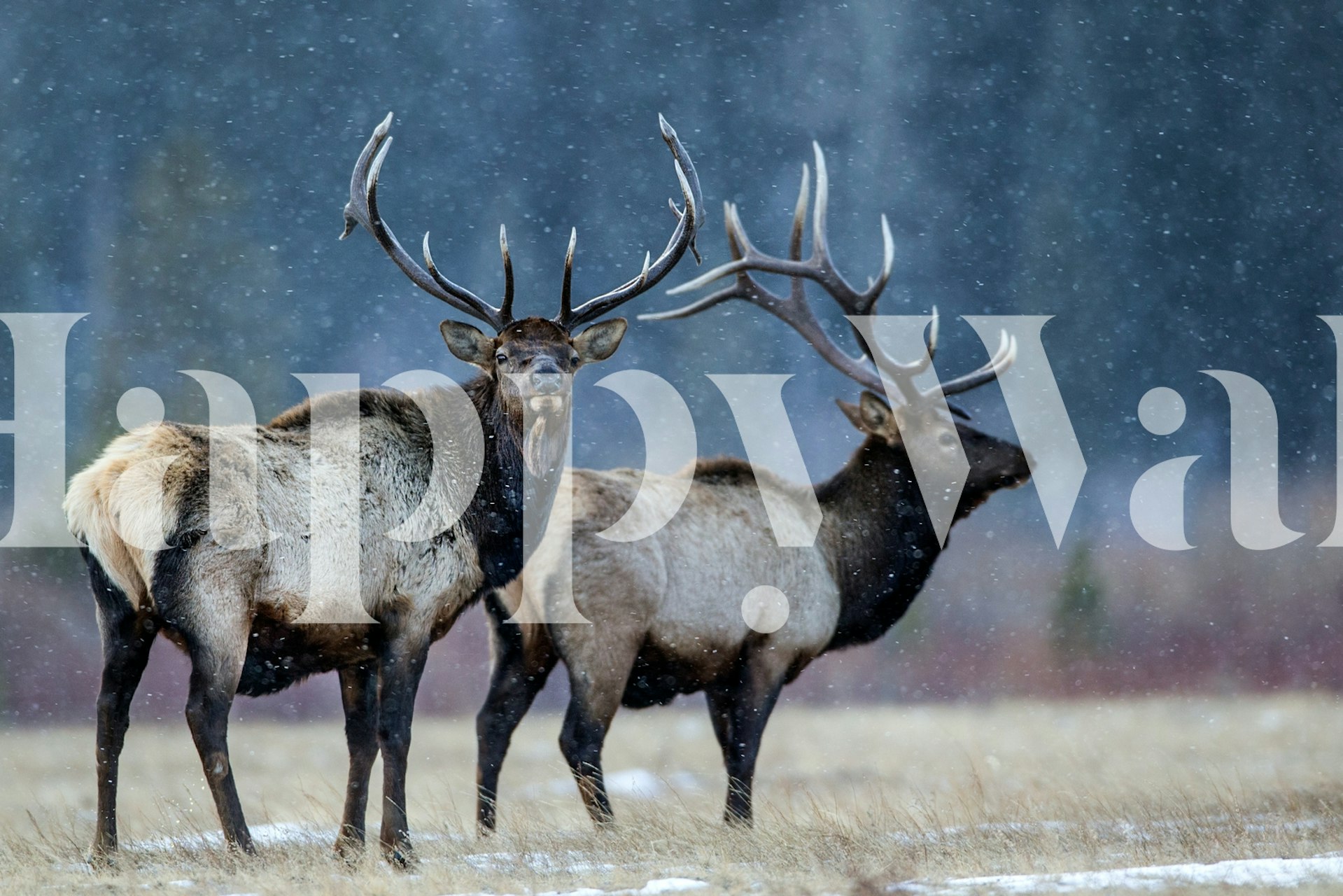 First snow wallpaper in a cozy room