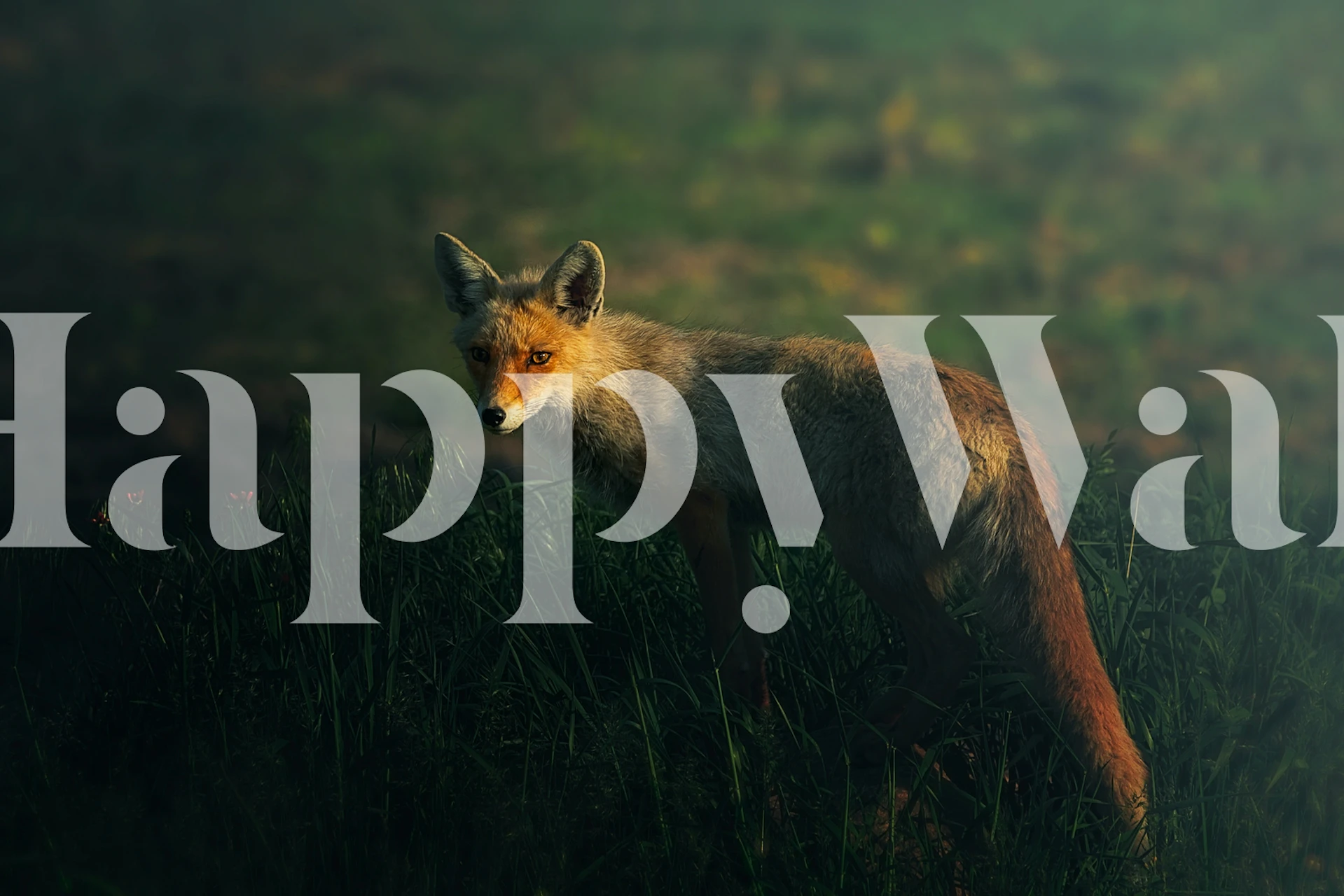 Realistic fox in grass with blurred background wallpaper