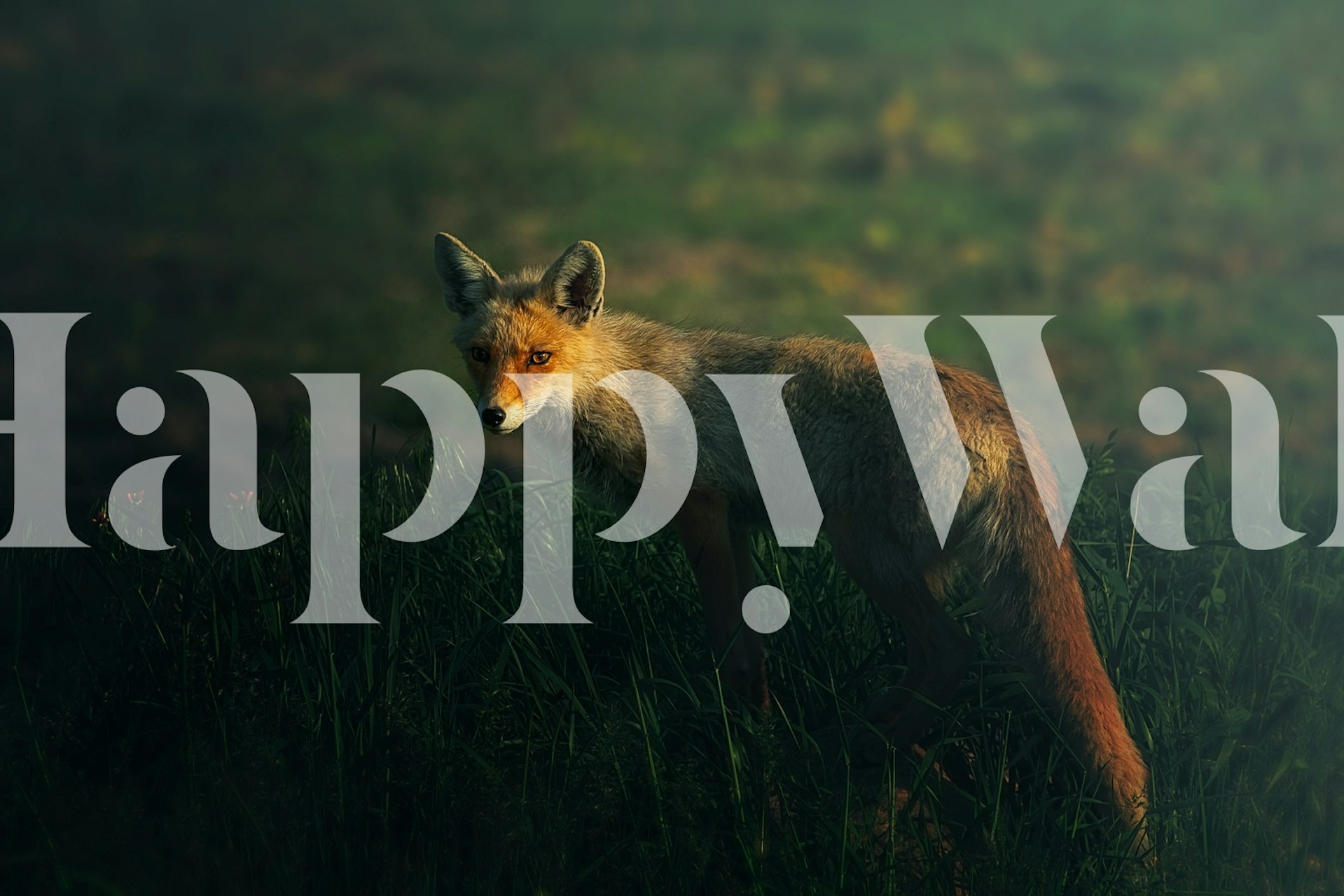 Realistic fox in grass with blurred background wallpaper
