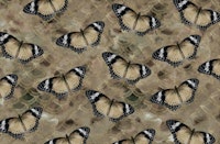 Golden Butterfly Dance 1 wallpaper