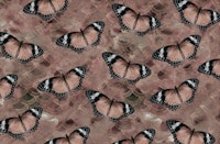 Rose Golden Butterfly Dance 1 wallpaper