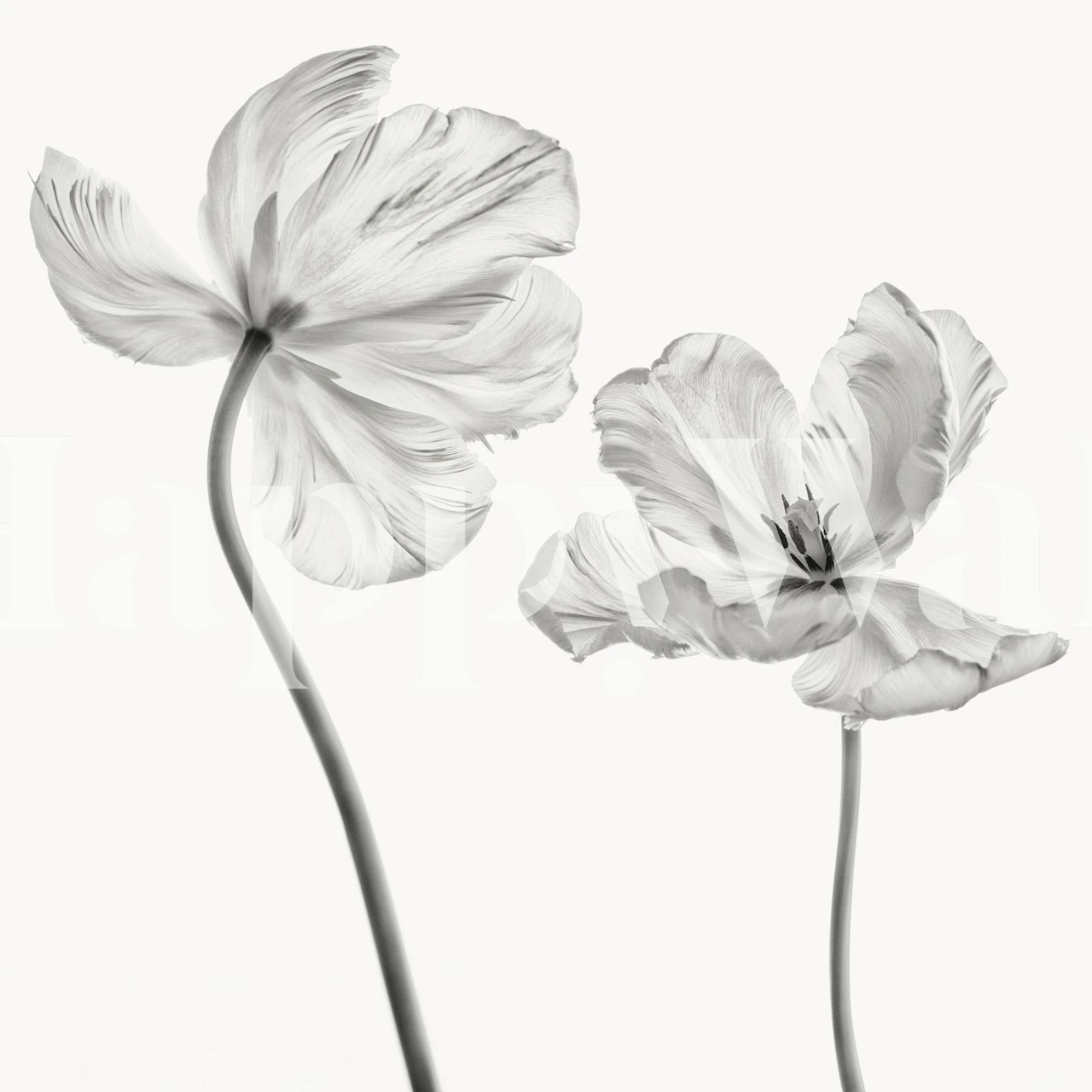 Two elegant white tulips with delicate petals wallpaper