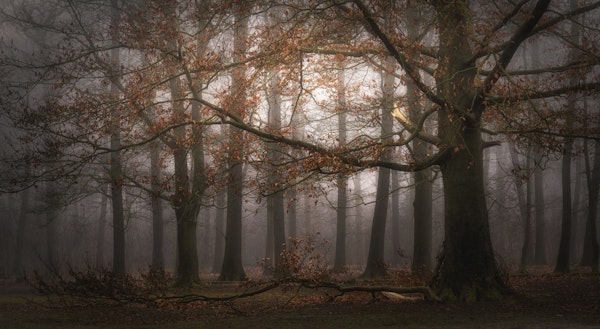 Foggy memory  of the past
