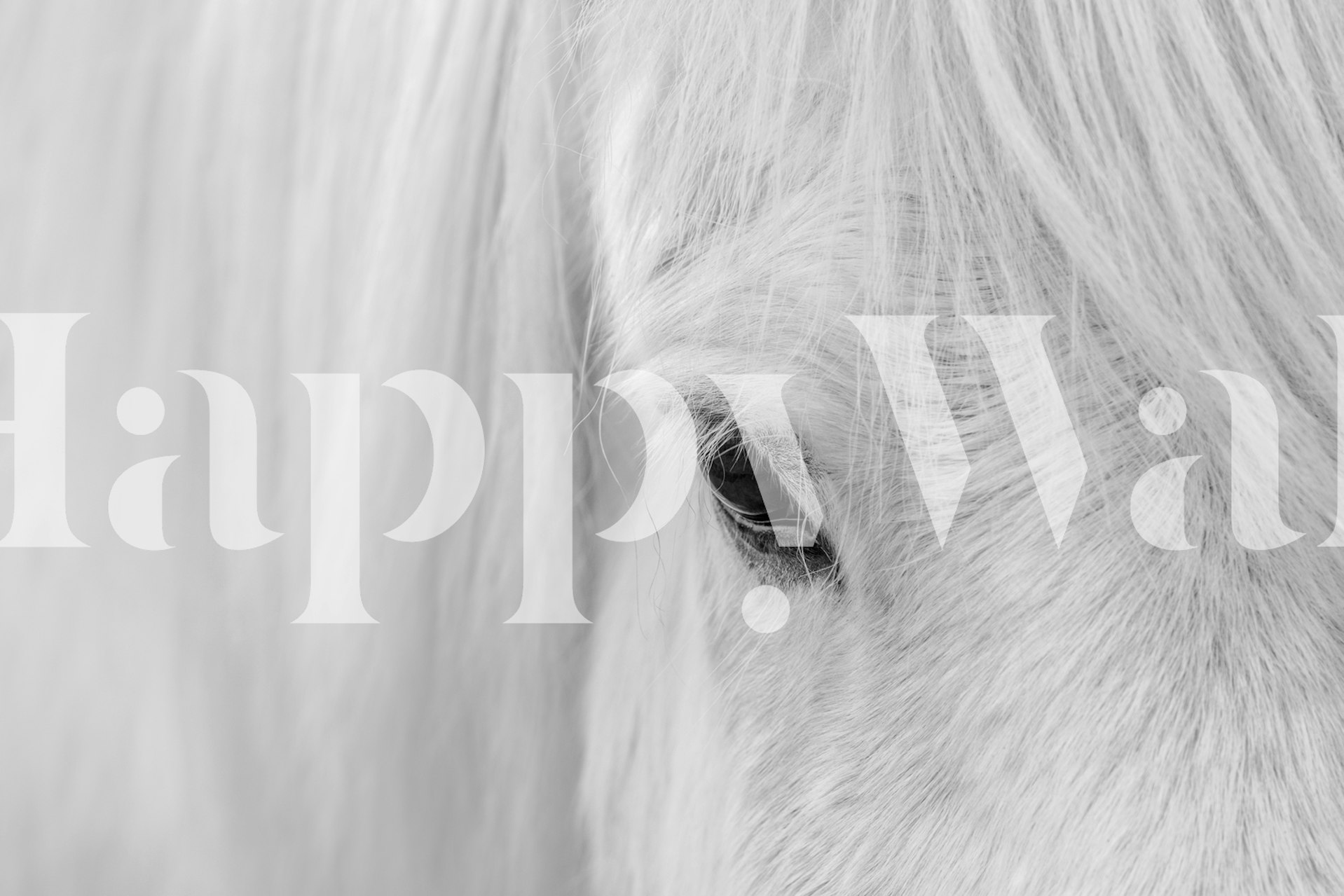 Sort og hvidt nærbillede af en islandsk hests ansigt til et fredeligt vægmaleri