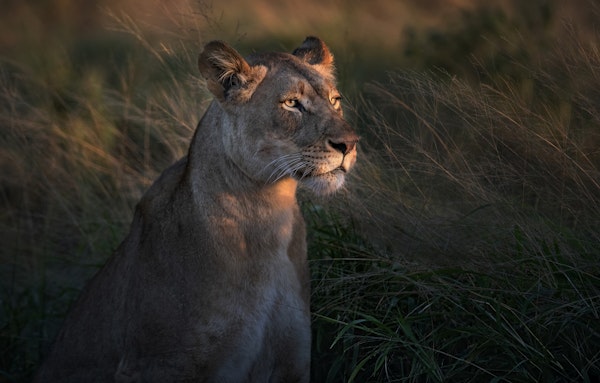 Lioness at first day ligth