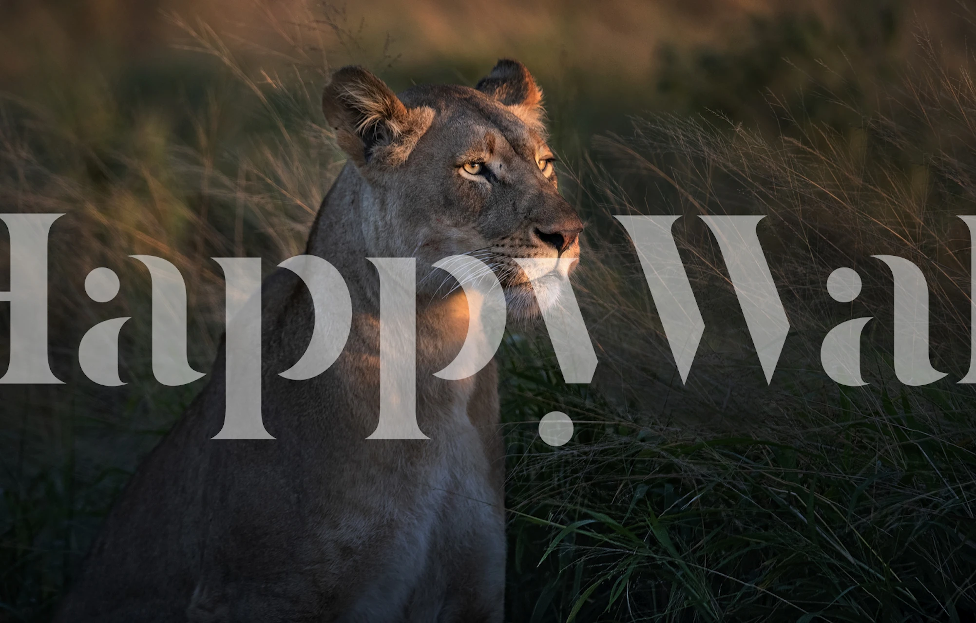 Løvinne i morgenlyset veggmaleri