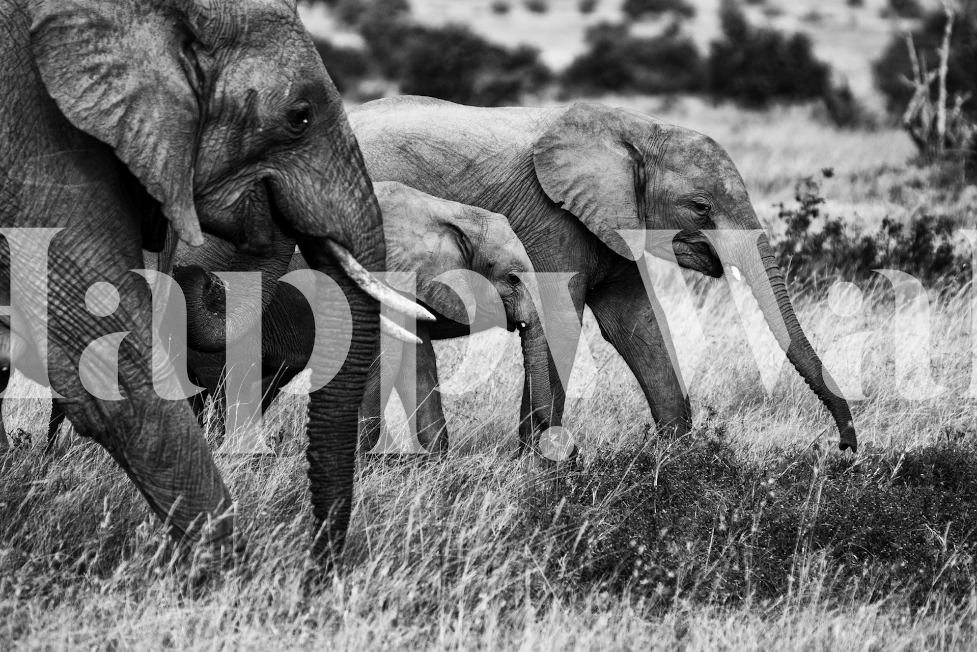 Elephant family Tapete im Wohnzimmer