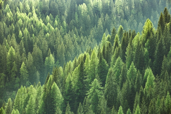 Trees from above