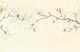 Graceful Magnolia Art Vanilla Cream